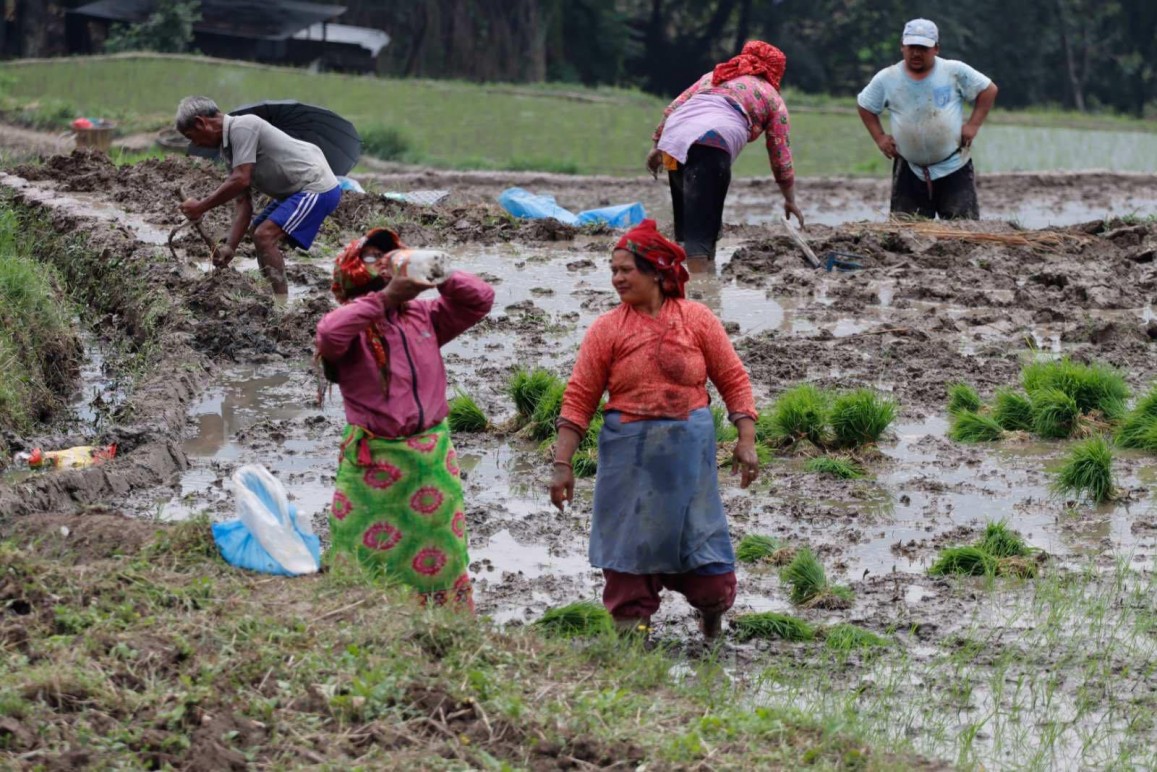 खाेकनावासीलाई राेपाइँकाे चटाराे